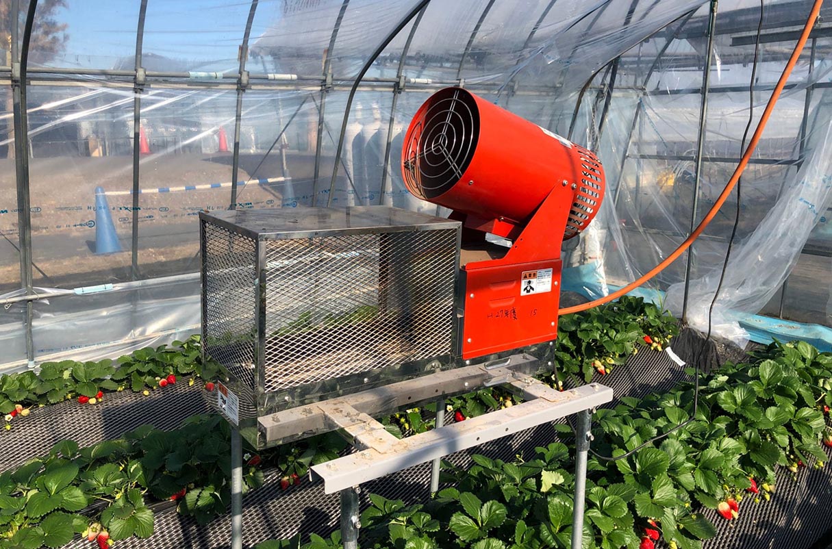 The essentials when growing strawberries in a greenhouse