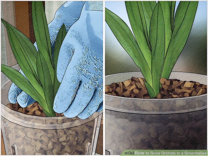 cách trồng hoa lan trong chậu