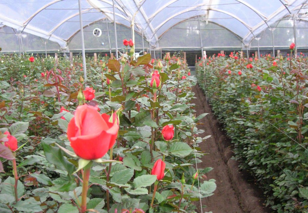 nhà kính trồng hoa hồng kỹ thuật cao