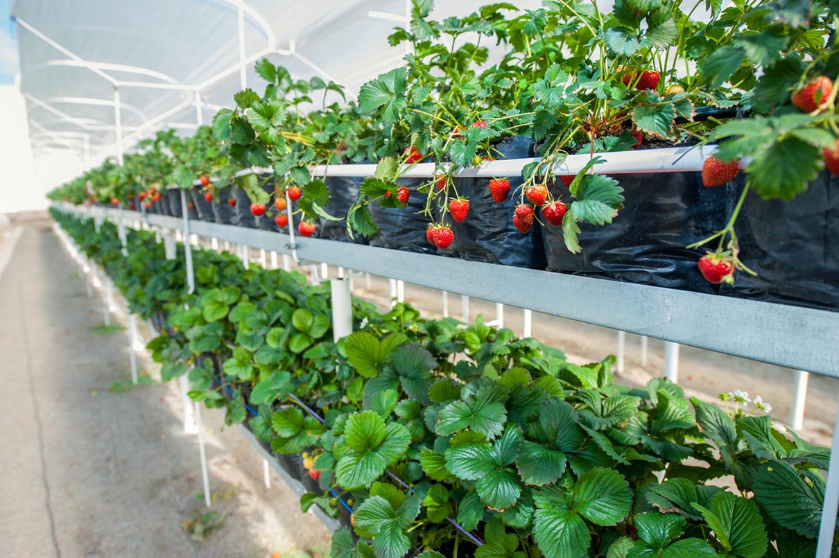 Why should you grow strawberries in a greenhouse?
