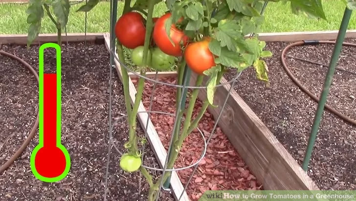 Hướng dẫn trồng cà chua trong nhà kính cho trái mọng trĩu cành